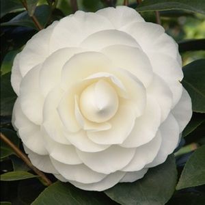 Meet your Posher, Huri